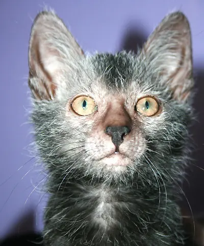 Lykoi