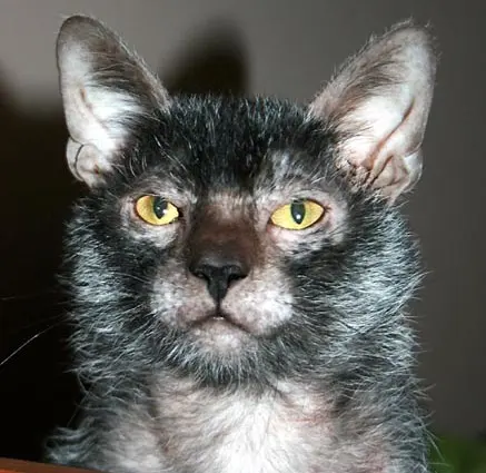 Lykoi