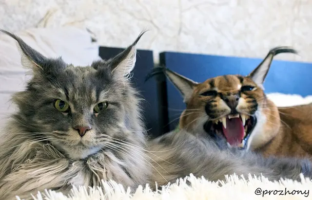 Maine coon