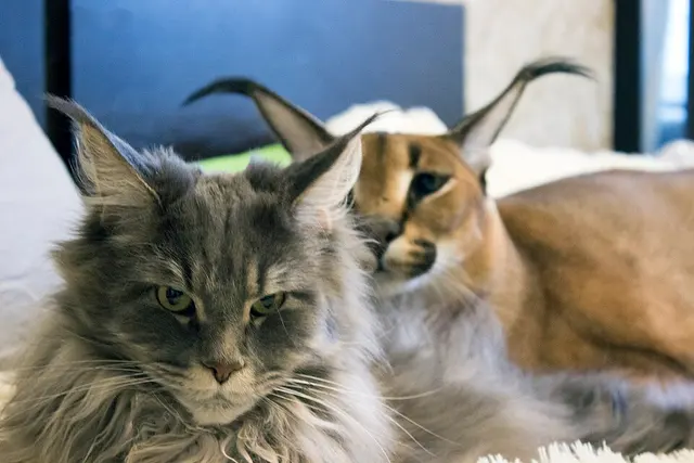 Maine coon