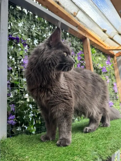 Maine coon