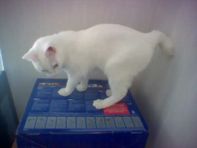 Manx