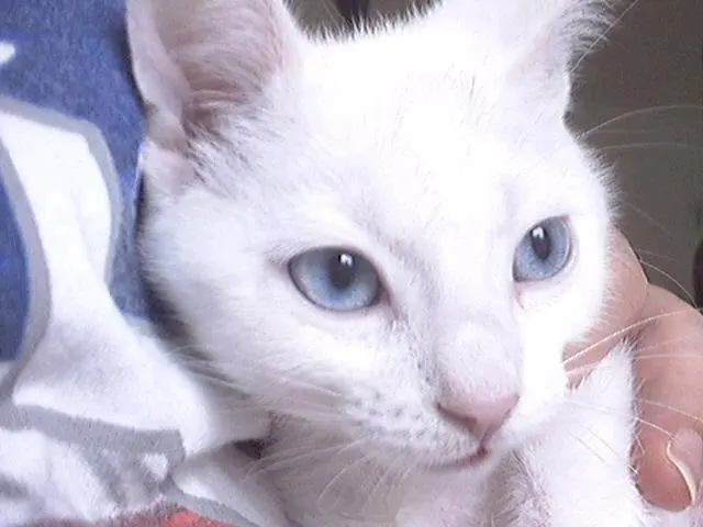 Manx