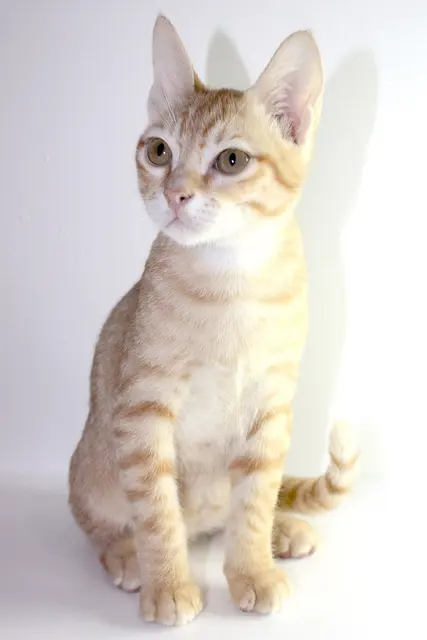 Mau arabe
