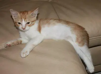 Mau arabe