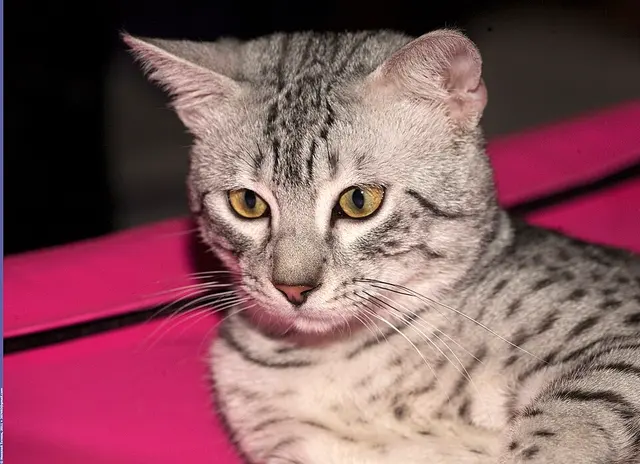 Mau égyptien