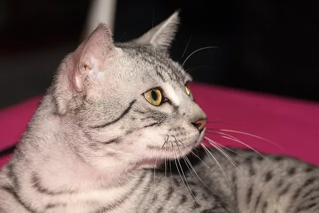 Mau égyptien