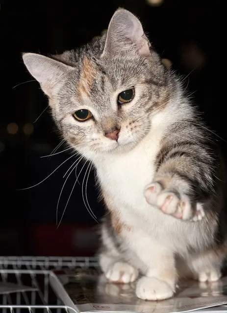 Munchkin