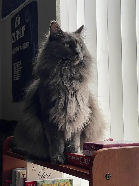 Nebelung