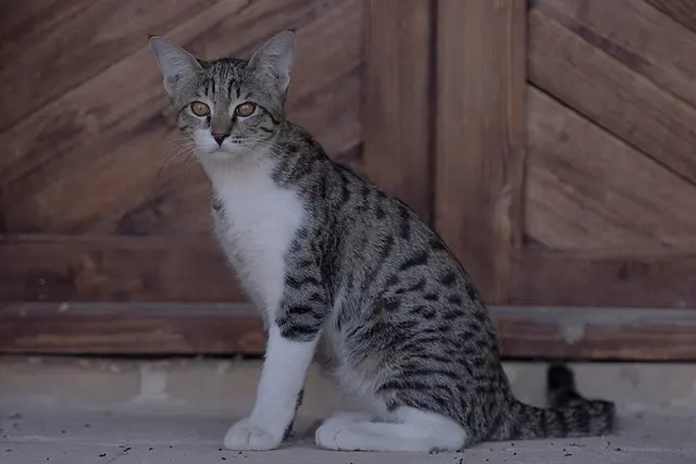Ocicat