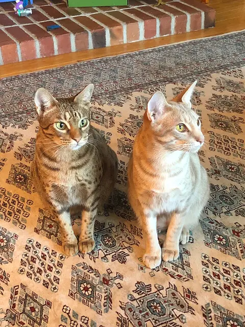 Ocicat