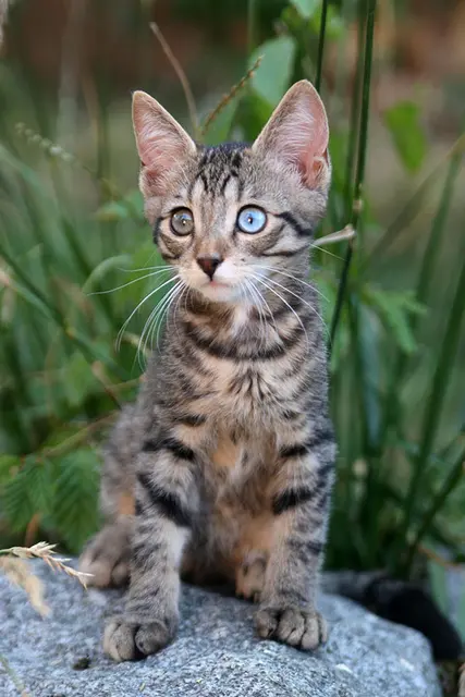 Ojos azules