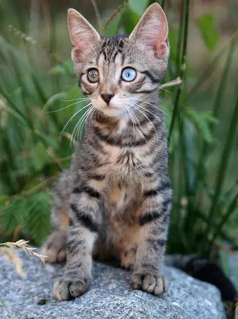 Ojos azules