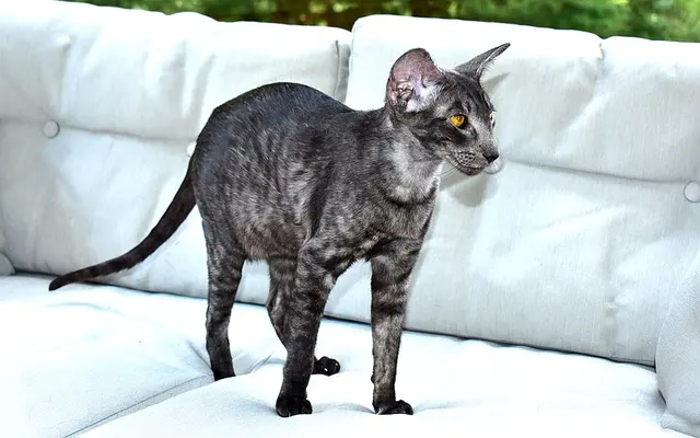 Oriental shorthair
