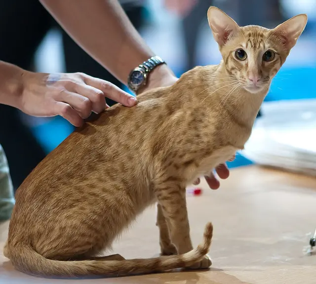 Oriental shorthair