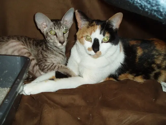 Oriental shorthair