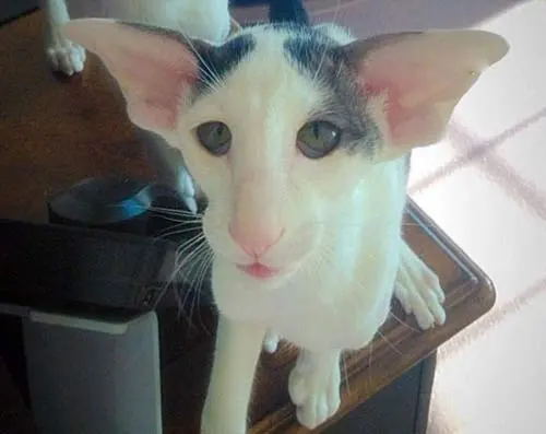 Oriental shorthair