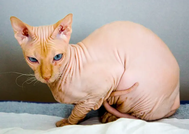 Peterbald