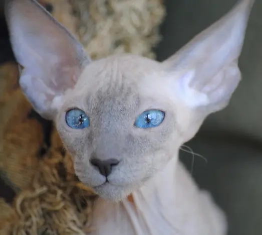 Peterbald