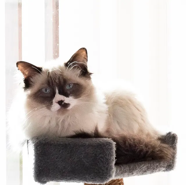 Ragdoll