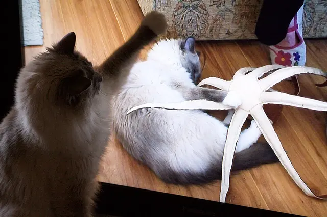 Ragdoll