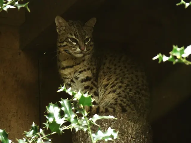 Safari