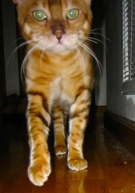 Savannah