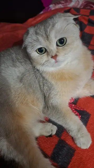 Scottish fold