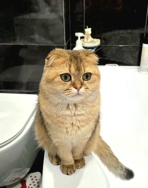Scottish fold