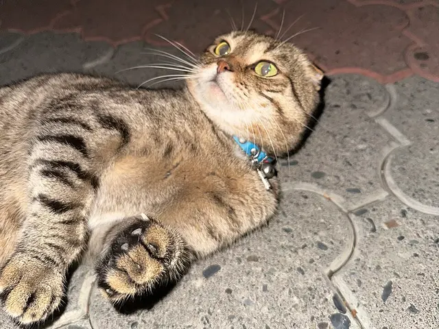 Scottish fold