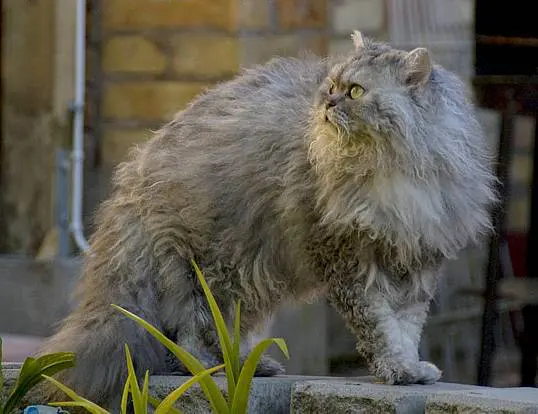 Selkirk rex