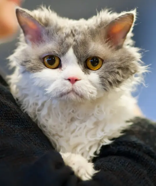 Selkirk rex