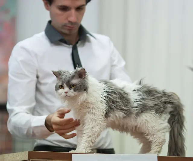 Selkirk rex