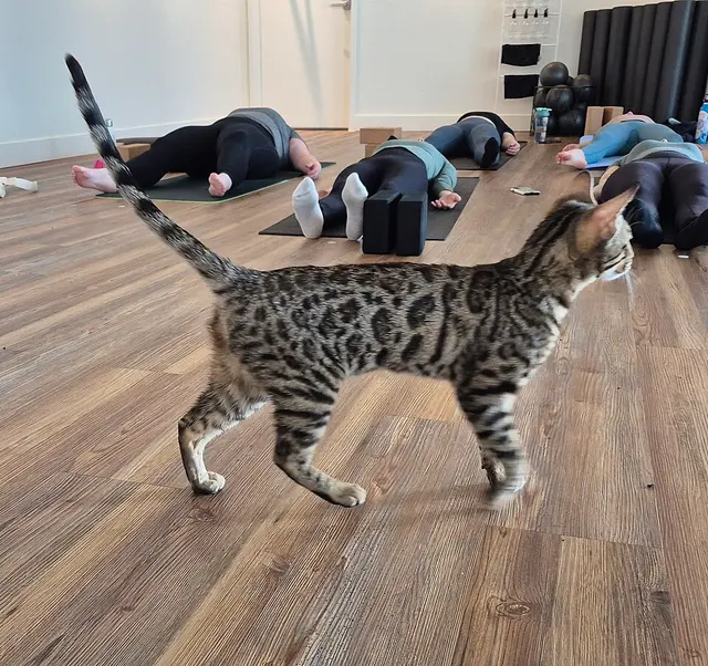 Serengeti