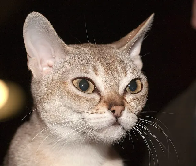 Singapura