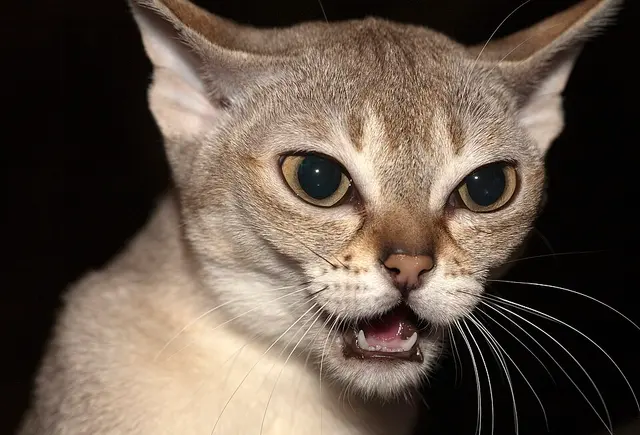 Singapura
