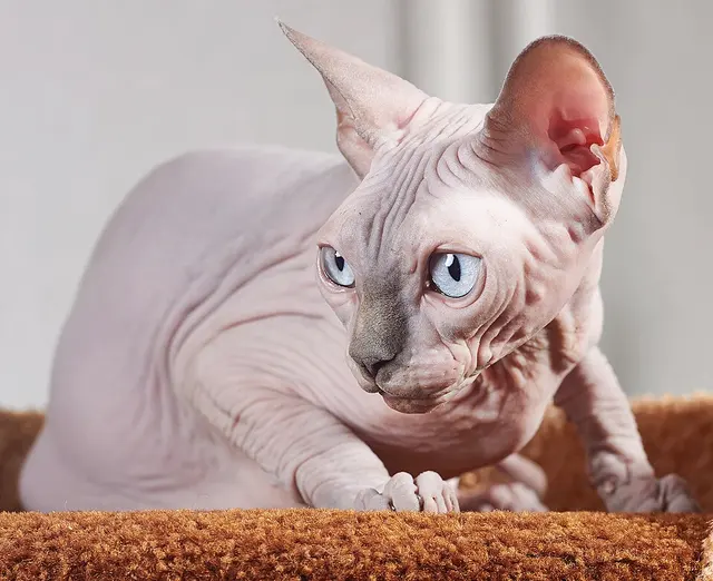 Sphynx