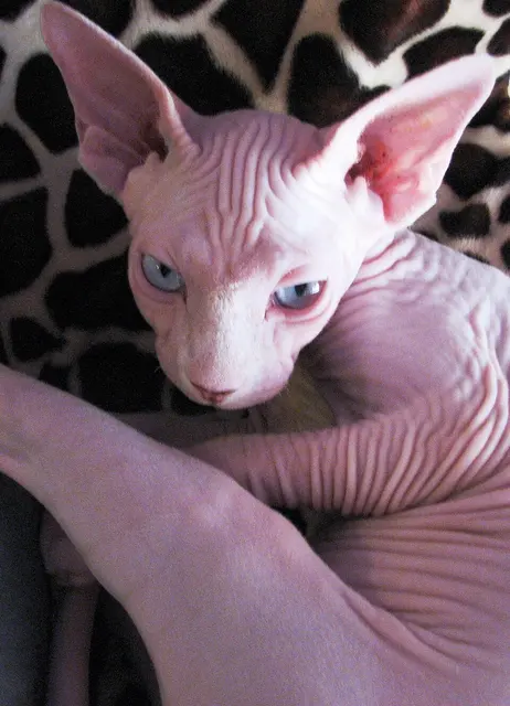 Sphynx