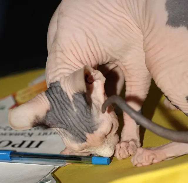 Sphynx