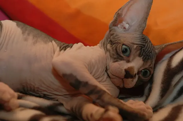 Sphynx