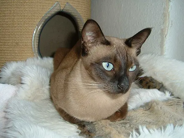 Tonkinois
