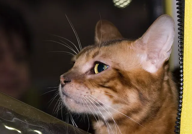 Toyger