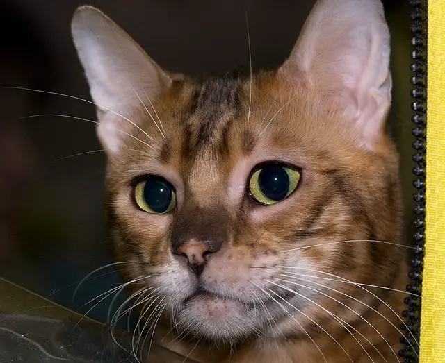 Toyger