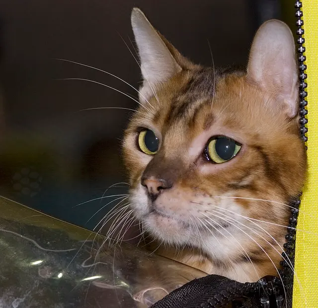 Toyger