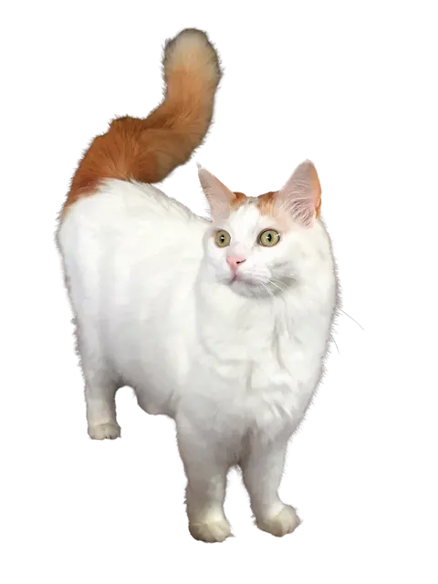 Turc de Van