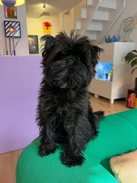 Affenpinscher