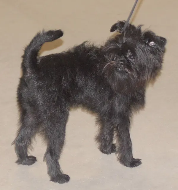 Affenpinscher