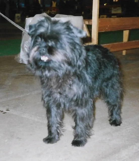 Affenpinscher