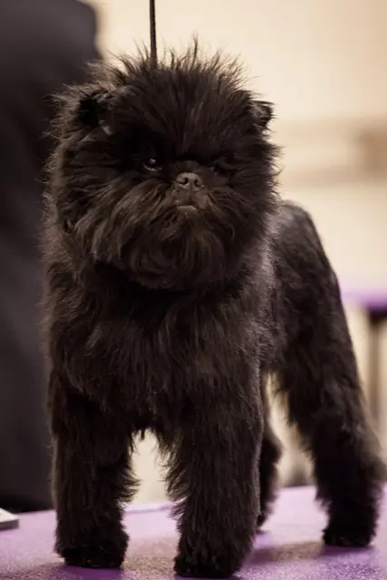 Affenpinscher