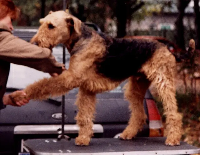 Airedale Terrier